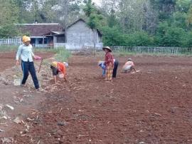 WARGA BENDUNGAN MULAI TANAM PADI