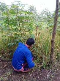 Petani Desa Bendungan Masuki Musim Panen