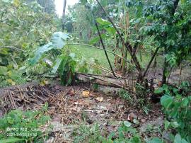 Pohon Tumbang Nyaris Menimpa Rumah warga