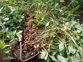 Hujan tak kunjung datang, petani kesulitan panen kacang