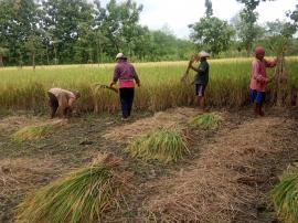 Belum Usai Masa Panen Kacang Tanah, Padi Pun Sudah Minta Dipanen