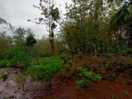 Hujan Deras Dan Angin Kencang Dini Hari, Akibatkan Pohon Tumbang
