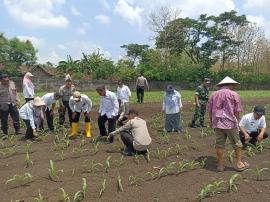 Panewu Karangmojo Tinjau Lahan Jagung Program Ketahan Pangan Kalurahan Bendungan