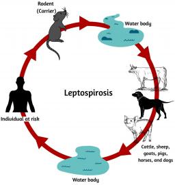 Deteksi, Pencegahan, Pengedalian Leptospirosis dan Hantavirus Tahun 2025